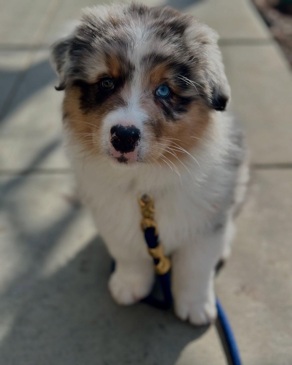 Kate - Australian Shepherd Puppy